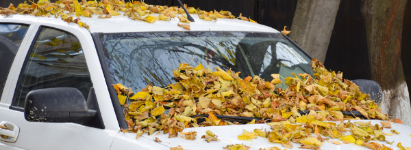 leaves on car