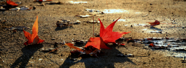 autumn leaves